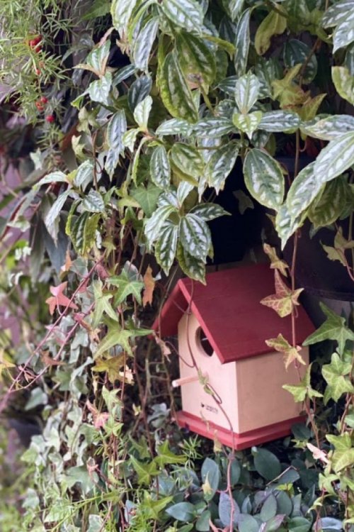 Casinha Livre Birds P2 para Pássaros Livres