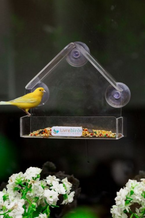 Alimentador Livre Birds Crystal com Ventosa MT513