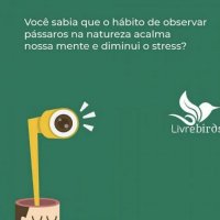 Casinha Livre Birds P2 para Pássaros Livres