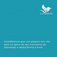 Alimentador Automático Livre Birds SL91 Para Pássaros Livres